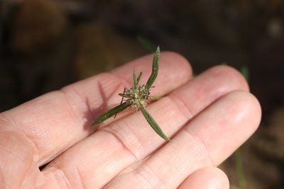 Spermacoce brachystema, photographed by Greg Tasney