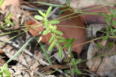 Polygala triflora, photographed by Greg Tasney