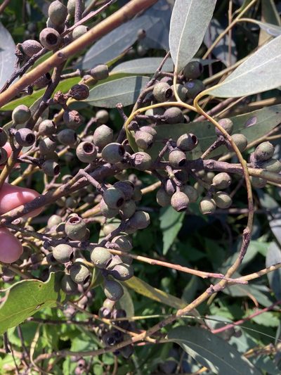 Eucalyptus piperita, photographed by Thomas Mesaglio