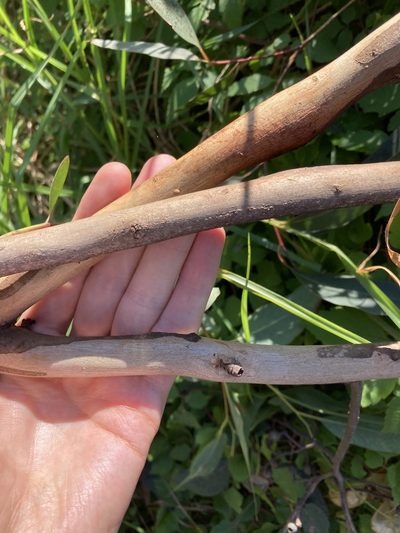 Eucalyptus piperita, photographed by Thomas Mesaglio