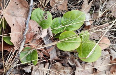 Pyrola rotundifolia, photographed by Yurii Basov