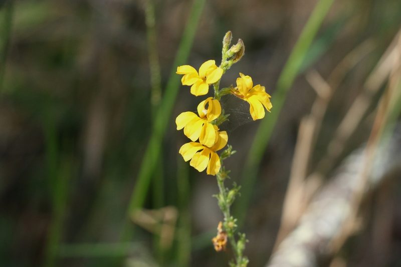 Goodenia bellidifolia, photographed by Greg Tasney