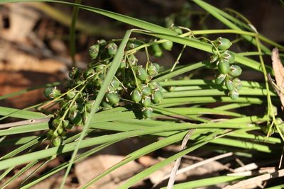 Lomandra laxa, photographed by Greg Tasney