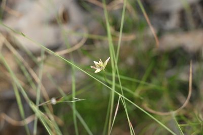 Laxmannia gracilis, photographed by Greg Tasney