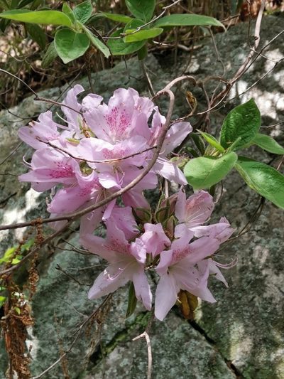 Rhododendron stenopetalum, photographed by harum.koh