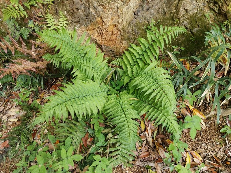 Dryopteris uniformis, photographed by harum.koh