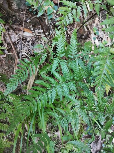 Dryopteris sacrosancta, photographed by harum.koh
