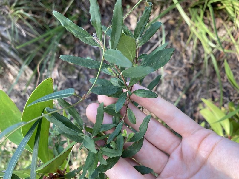 Billardiera scandens, photographed by Thomas Mesaglio