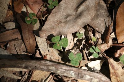 Pullenia gunnii, photographed by Greg Tasney