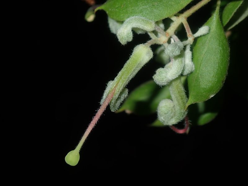 Grevillea mucronulata, photographed by Thomas Mesaglio