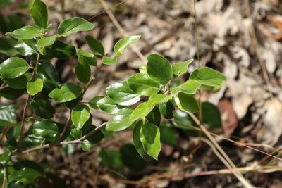 Petalostigma pubescens, photographed by Greg Tasney