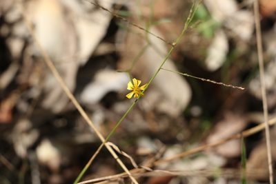 Glossocardia bidens, photographed by Greg Tasney