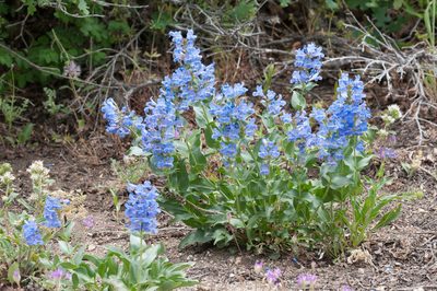 Penstemon cyananthus, photographed by Rolf Lawrenz