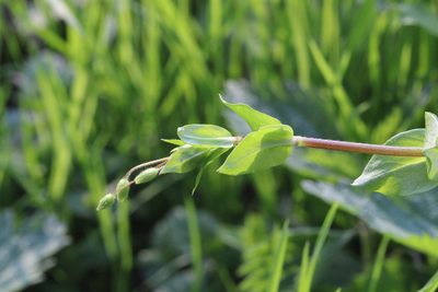 Stellaria aquatica, photographed by thomas_oswald