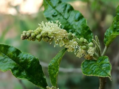 Croton cortesianus, photographed by José Gerardo Velasco