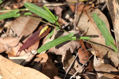 Polymeria calycina, photographed by Greg Tasney