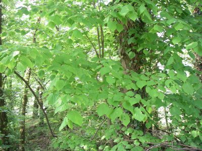 Tilia platyphyllos, photographed by claudeheidt