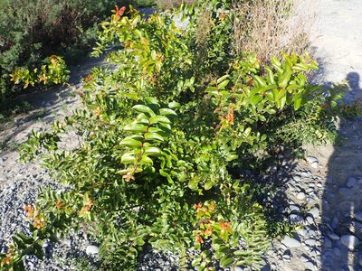 Coriaria arborea, photographed by Sean Clifford