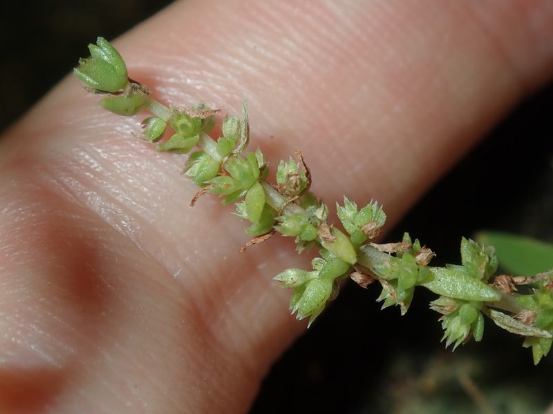 Crassula sieberiana, photographed by Thomas Mesaglio