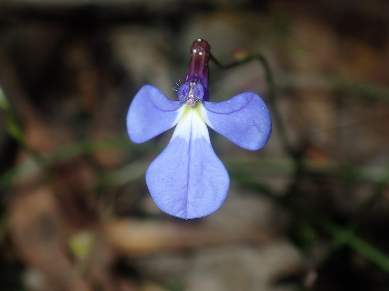 Lobelia andrewsii, photographed by Thomas Mesaglio