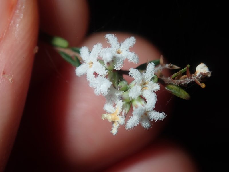 Leucopogon microphyllus, photographed by Thomas Mesaglio