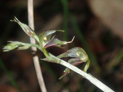Acianthus fornicatus, photographed by Thomas Mesaglio