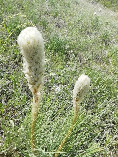 Asphodeline taurica, photographed by Максим Шумских