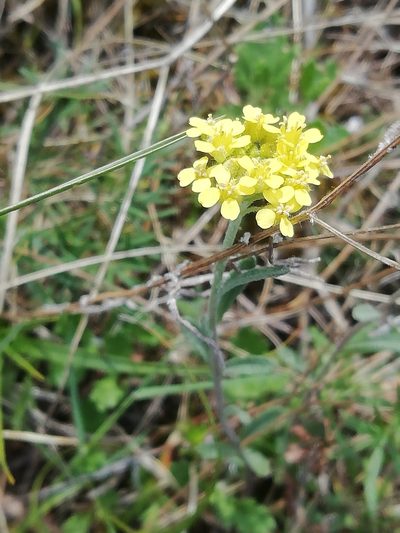 Erysimum cuspidatum, photographed by Максим Шумских