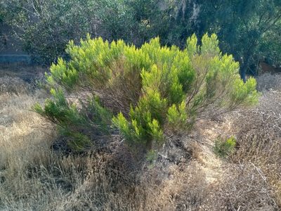 Baccharis sarothroides, photographed by Icbraza