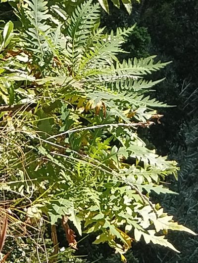 Sonchus pinnatus, photographed by Vítor Jorge