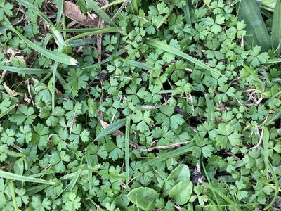 Hydrocotyle tripartita, photographed by Samuel Brown