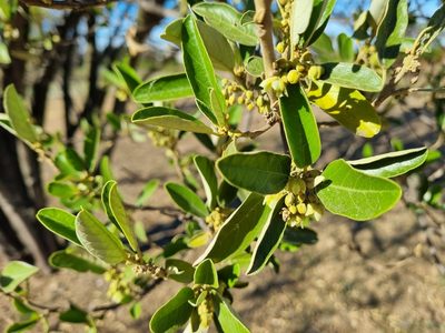 Kiggelaria africana, photographed by Lizl Lubbe