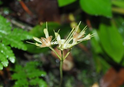 Helonias umbellata, photographed by Cynthia Su