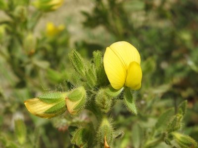Ononis pubescens, photographed by Yves Bas