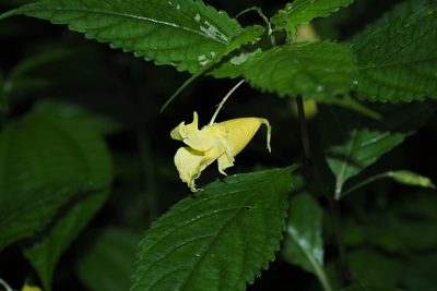 Impatiens tayemonii, photographed by Cynthia Su