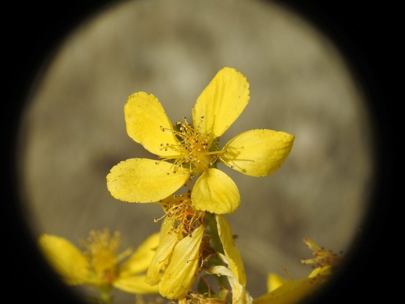 Hypericum perfoliatum, photographed by Yves Bas