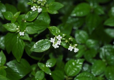 Neanotis formosana, photographed by Cynthia Su