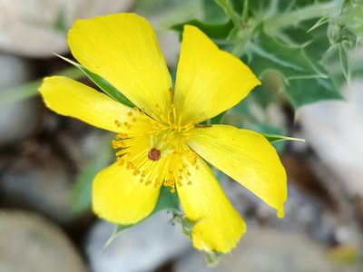 Argemone mexicana