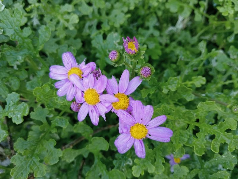 Senecio elegans, photographed by John Barkla
