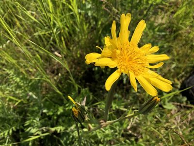 Tragopogon orientalis, photographed by Jason Grant