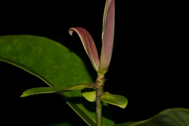 Myrsine lessertiana, photographed by Kevin Faccenda