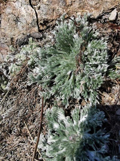 Artemisia campestris, photographed by Валерия Ковалева