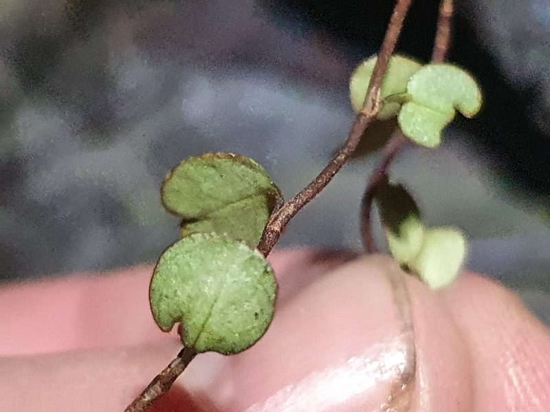 Muehlenbeckia complexa, photographed by Jaco Grundling
