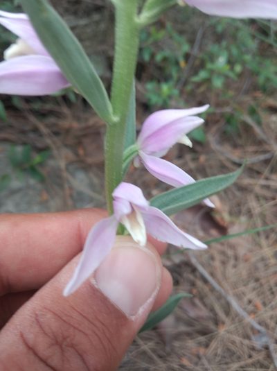 Cephalanthera kurdica, photographed by Ben Costamagna