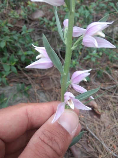 Cephalanthera kurdica, photographed by Ben Costamagna