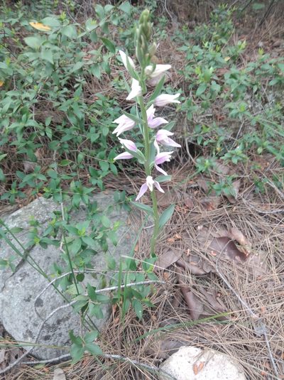 Cephalanthera kurdica, photographed by Ben Costamagna