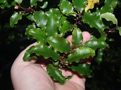 Myrsine australis, photographed by Jaco Grundling
