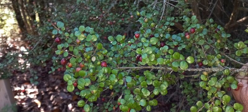 Lophomyrtus obcordata, photographed by Mike Bowie