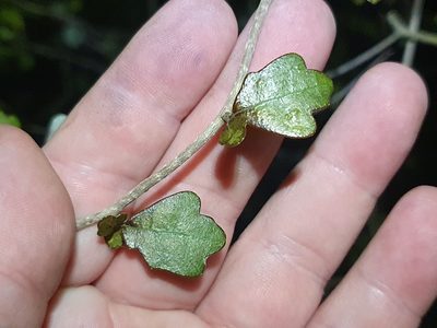 Pennantia corymbosa, photographed by Jaco Grundling