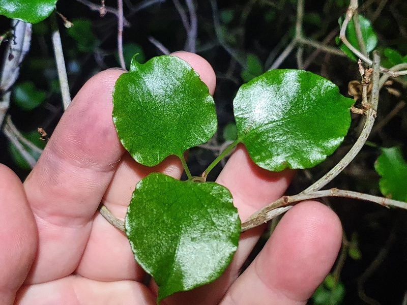 Muehlenbeckia australis, photographed by Jaco Grundling